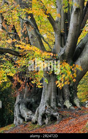 Beech (Fagus sylvatica) row of two veteran trees in autumn, Roxburghshire, Scottish Borders, Scotland, November 2019 Stock Photo