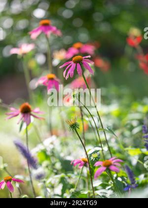 A dreamy image of a raised flower bed with purple coneflower, Echinacea purpurea, on a sunny spring morning. Stock Photo