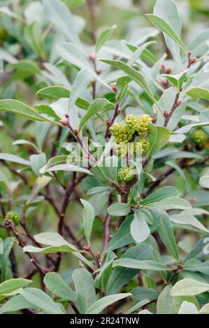 Bog Myrtle (Myrica gale) plant with fruit, Beinn Eighe National Nature Reserve, Wester Ross, Scotland, August 2007 Stock Photo