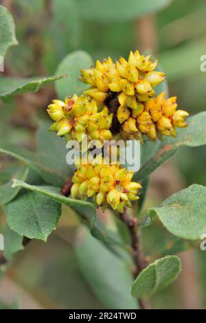 Bog Myrtle (Myrica gale) showing clustered fruits in early autumn, Glen Affric, Inverness-shire, Scotland, September 2017 Stock Photo
