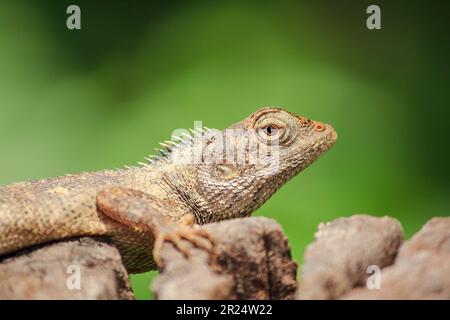 chameleon on the dry wood Stock Photo
