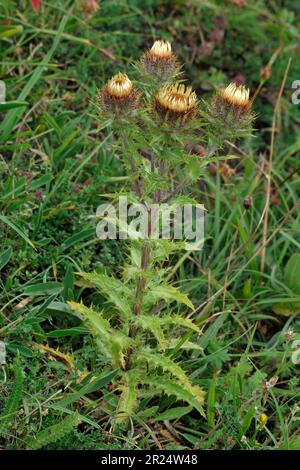 Carline Thistle (Carlina vulgaris) flowering plant growing on abandoned and overgrown lime kiln workings, North Northumberland, England, July 2014 Stock Photo
