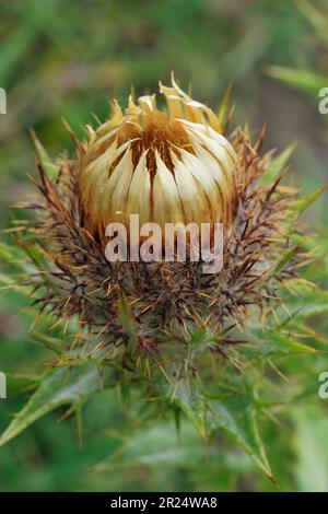 Carline Thistle (Carlina vulgaris) close-up of flowering plant growing on abandoned and overgrown lime kiln workings, North Northumberland, England Stock Photo