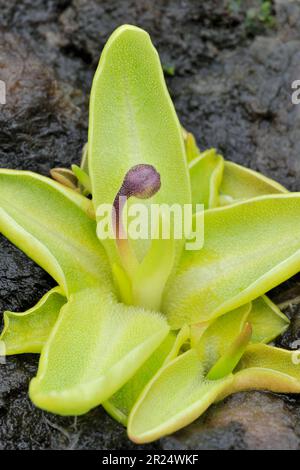 Common Butterwort (Pinguicula vulgaris) close-up of plant showing budding flower, growing beside the Pony Path, Beinn Eighe NNR, Scotland Stock Photo