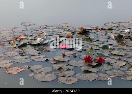 water lily red lotus blooming on water, aquatic plant. Stock Photo