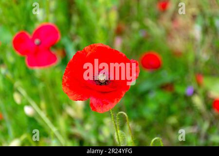 Common poppies (Papaver rhoeas) growing in garden, Lewis Lane, Cirencester, Gloucestershire, England, United Kingdom Stock Photo