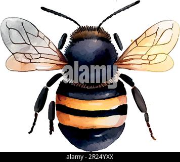 Colorful bee watercolor in beautiful style. Hand drawn vector illustration. Garden nature. Vector collection. Stock Vector