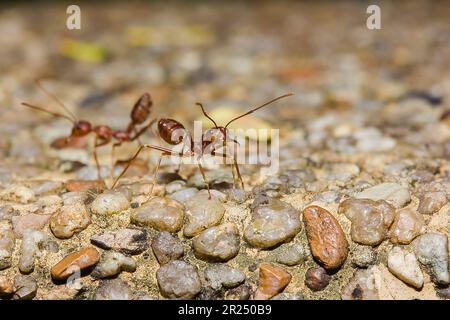 Red ant on the floor Threatening Stock Photo