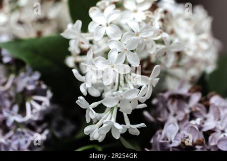 Real charming bunch of white blooming lilac for romantic mood Stock Photo