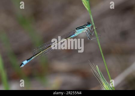 Große Pechlibelle, Grosse Pechlibelle, Pechlibelle, Weibchen, Pech-Libelle, Ischnura elegans, common ischnura, ischnura, blue-tailed damselfly, Common Stock Photo