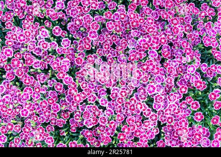 Dianthus 'Pink Kisses'. Stock Photo