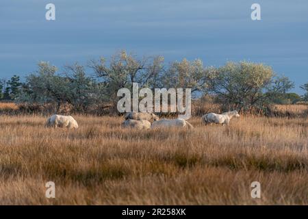 Camargue horses feeding in the marshes. Saintes Maries de la Mer, Parc naturel regional de Camargue, Arles, Bouches du Rhone, Provence Alpes Cote d'Az Stock Photo