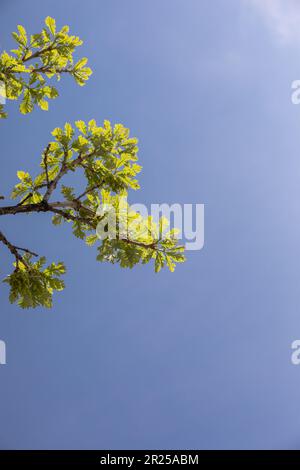 Oak leaves emerging in the spring. Stock Photo