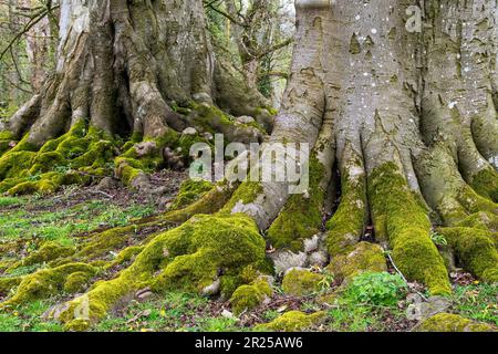 Two Beech trees growing next to each other with their beautiful root systems showing above ground Stock Photo