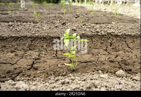 Detail of organic garden for human consumption, healthy vegetables Stock Photo