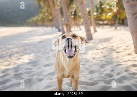 Portrait of happy playful dog under palm trees on idyllic sand beach. Themes vacation and summer adventure with pets. Stock Photo