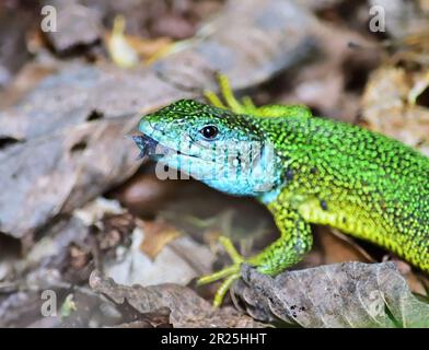 European green lizard - Lacerta viridis male head close up Stock Photo
