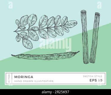 Hand Drawn Vector Moringa Oleifera Plant Illustration. Vegan Based Superfood Herbs Food Drawing with Colorful Background Isolated Stock Vector