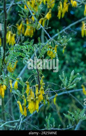 Close up natural flowering plant portrait of Sophora Tetraptera Stock Photo