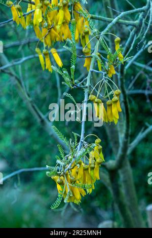 Close up natural flowering plant portrait of Sophora Tetraptera Stock Photo