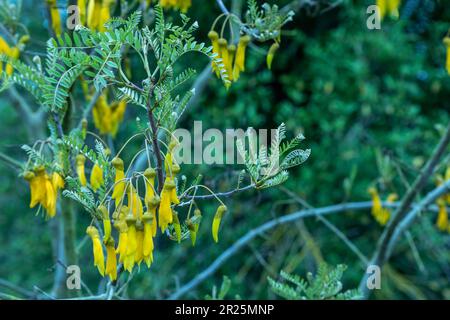 Close up natural flowering plant portrait of Sophora Tetraptera Stock Photo