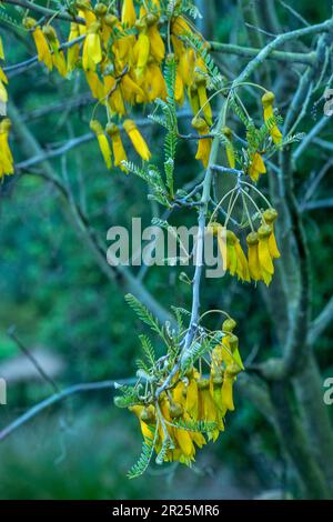 Close up natural flowering plant portrait of Sophora Tetraptera Stock Photo