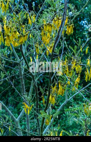 Close up natural flowering plant portrait of Sophora Tetraptera Stock Photo