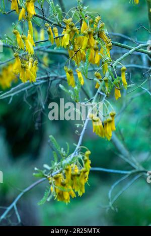 Close up natural flowering plant portrait of Sophora Tetraptera Stock Photo