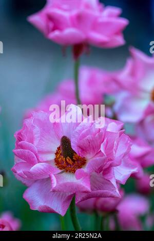 Ranunculus Rococo Delicately beautiful Ranunculus - Rococo series. Natural close up plant ...