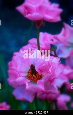 Ranunculus Rococo Delicately beautiful Ranunculus - Rococo series. Natural close up plant ...