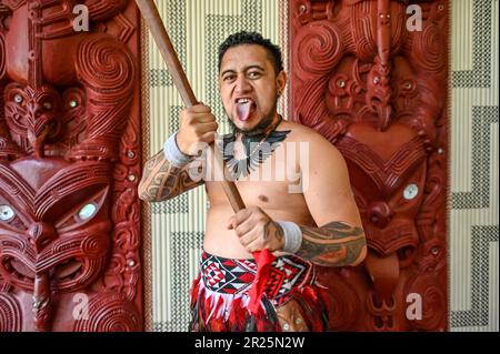 Sticking the tongue out, also known as pukana, is a traditional Māori facial expression and gesture that holds cultural significance. The meaning and context of sticking the tongue out can vary depending on the specific situation and intent behind the action. Stock Photo