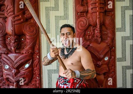 Sticking the tongue out, also known as pukana, is a traditional Māori facial expression and gesture that holds cultural significance. The meaning and context of sticking the tongue out can vary depending on the specific situation and intent behind the action. Stock Photo