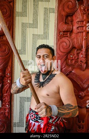 Sticking the tongue out, also known as pukana, is a traditional Māori facial expression and gesture that holds cultural significance. The meaning and context of sticking the tongue out can vary depending on the specific situation and intent behind the action. Stock Photo