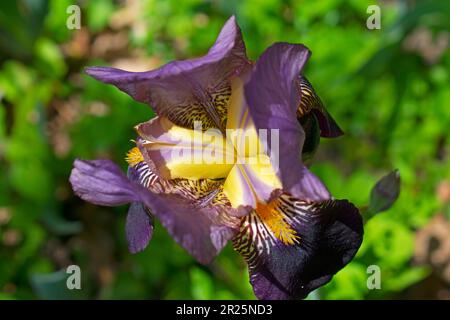 Large, purple, German bearded iris flower, on an intentionally blurred background of green leaves -20 Stock Photo