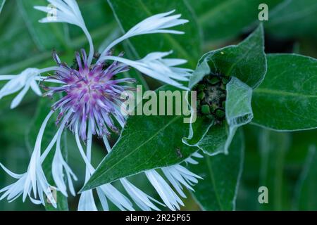 Stunning macro environmental plant portrait of Centaurea montana ‘Alba’ flowers and bud Stock Photo