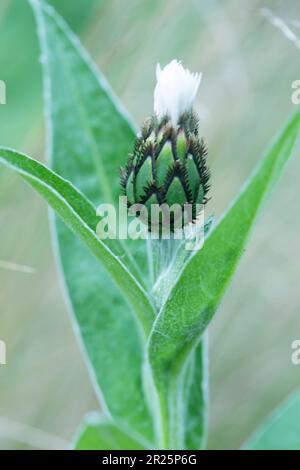 Stunning macro environmental plant portrait of Centaurea montana ‘Alba’ flowers and bud Stock Photo