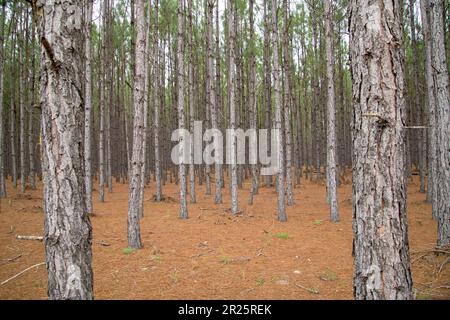 Rows of planted pine trees, farm Stock Photo