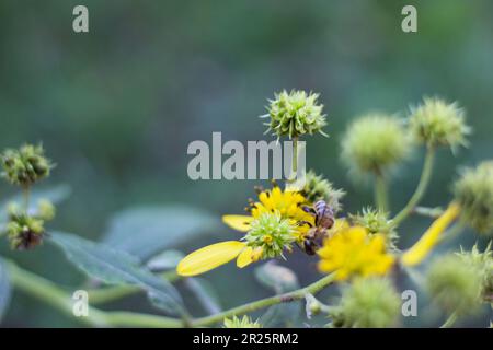 Native CO Honey Bee collecting pollen from a yellow Wildflower in the mountains of Colorado near the Bonanza Mines, Mid-July Summer 2018 Stock Photo
