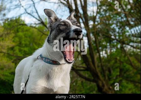Yawning dog. Portrait of a mongrel dog in nature. Closeup photo of an adorable dog. Stock Photo