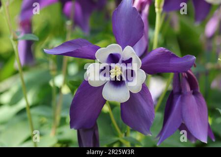 close-up of a beautiful wide-opend blue flower of a aquilegia caerulea against a natural blurry background Stock Photo
