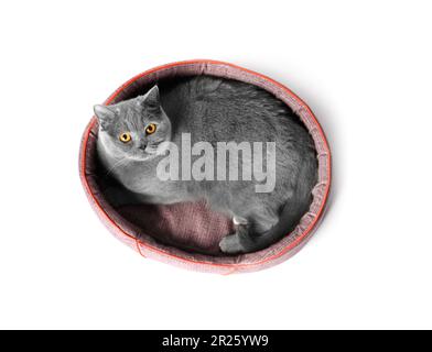 British cat lies in a soft pet bed and looks at the camera on a white background, pet accessories. Stock Photo
