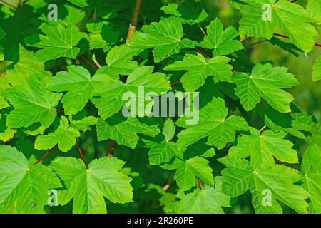 Young leaves from the maple tree in spring Stock Photo