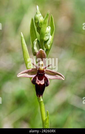 Very Rare Hybrid between Bee Orchid and Fly Orchid Ophrys x pietschii Ophrys insectifera x apifera Stock Photo