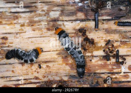 Lygistopterus sanguineus larva, larvae (Predatory) on wood. Net-winged beetles in the family Lycidae. Stock Photo