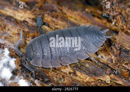 Rough woodlice (Porcellio scaber). Terrestrial crustaceans in the familiy Porcellionidae, exposed under bark of dead log. Stock Photo