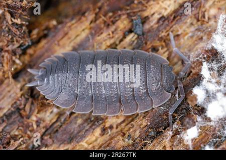 Rough woodlice (Porcellio scaber). Terrestrial crustaceans in the familiy Porcellionidae, exposed under bark of dead log. Stock Photo