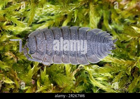 Woodlice (Porcellio scaber). Terrestrial crustaceans in the familiy Porcellionidae on the moss. Stock Photo