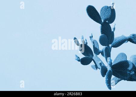 Cactus fashion set design. Minimal style. Trendy bright colors, unusual dead life Stock Photo