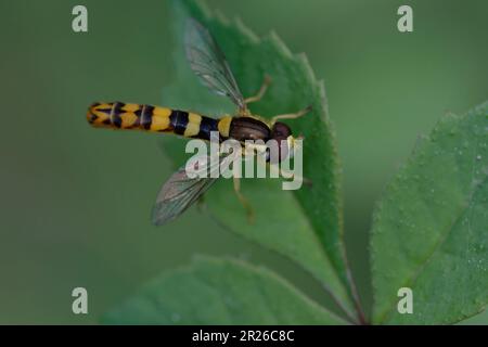 Long hoverfly (Sphaerophoria scripta) on a leaf Stock Photo