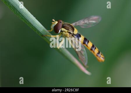 Long hoverfly (Sphaerophoria scripta) on a leaf Stock Photo